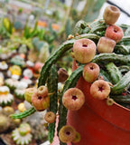 RareSucculent  Plant Echidnopsis malum  Garden DŽcor Boutique 4PCS 5-8CM Garden Plants