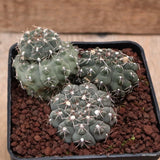 D7486 GYMNOCALYCIUM BALDIANUM pot10-H6,5-W9,5 cm MaMa cactus Green Plant