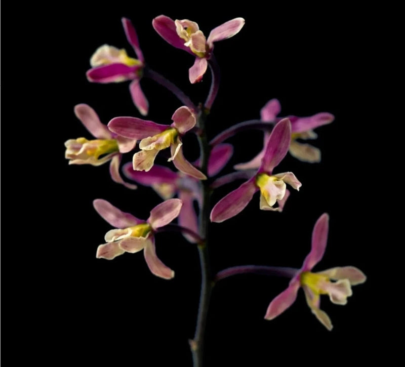Live Cyperfolia orchid plant with pink-purple blossoms and yellow centers on slender stems