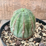 D6272 EUPHORBIA OBESA ARROW pot14-H10-W8 cm MaMa Cactus Green Plant