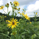 Cup Plant Seeds (Silphium perfoliatum) ~Native Wildflower Pollinator Garden Garden Plants