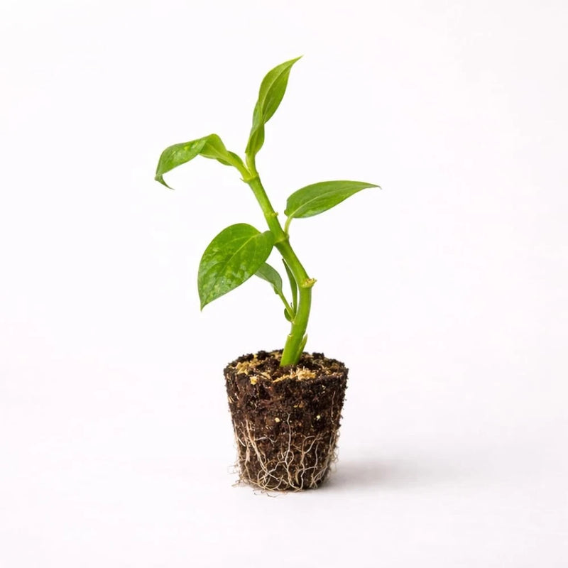 Variegated vanilla vine live plant starter plug with green leaves in soil