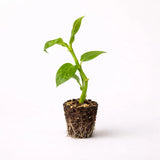 PLANT NOOK Variegated Vanilla Vine Live Plant Starter Plug 2-Pack | Vanilla Orchids