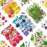 Dried Pressed Flowers, 170+ Pcs Mixed Dried Flowers For Resin, Bulk Na Dried Flower