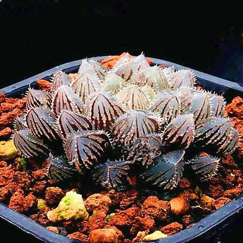 3-4cm Haworthia Obtusa Hybrid Succulent Plant Bonsai Garden Plant Garden Plants