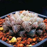 3-4cm Haworthia Obtusa Hybrid Succulent Plant Bonsai Garden Plant Garden Plants