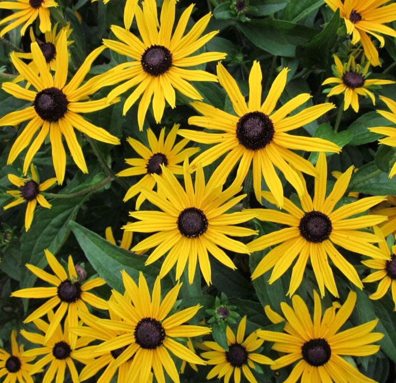 BLACK EYED SUSAN SEEDS 4000+ perennial BUTTERFLY FLOWER garden FREE SHIPPING Garden Plants