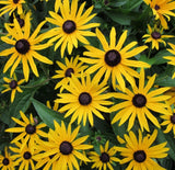 BLACK EYED SUSAN SEEDS 4000+ perennial BUTTERFLY FLOWER garden FREE SHIPPING Garden Plants