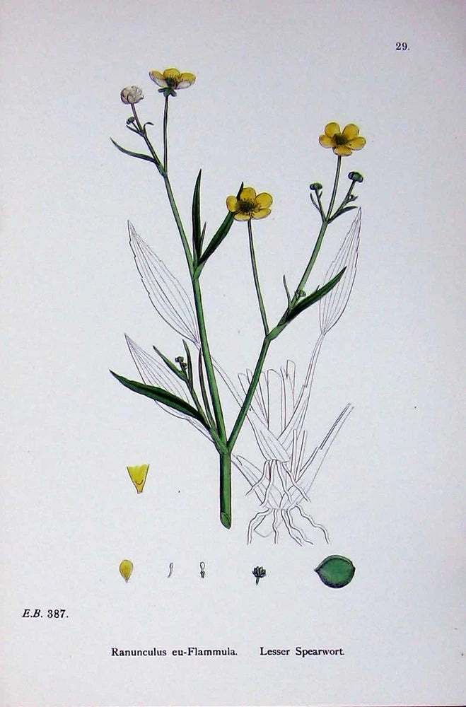 Old Antique Print Botany Plants C1902 Lesser Spearwort Ranunculus Flower 20th Ranunculus