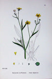 Old Antique Print Botany Plants C1902 Lesser Spearwort Ranunculus Flower 20th Ranunculus