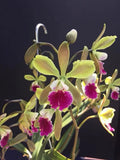 Orchid - Epic. Serena's Tinkerbell (Live Plant) Orchids