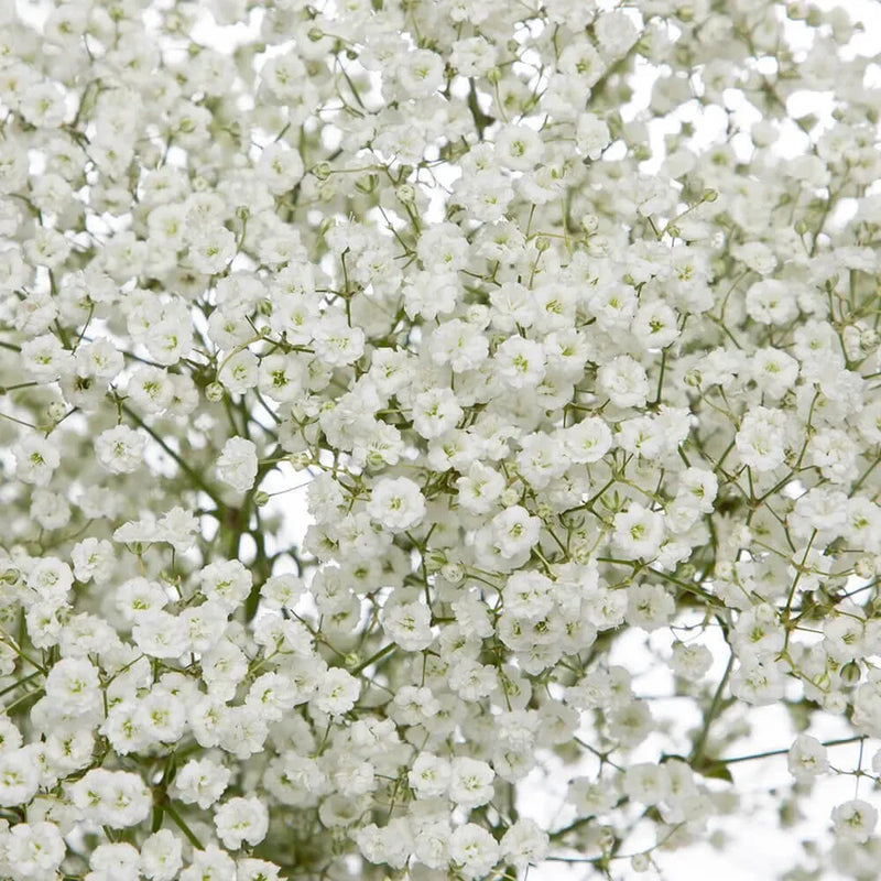Baby's Breath Seeds | Non-GMO | Free Shipping | Seed Store | 1275 Flowering Plants