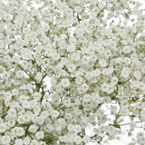 Baby's Breath Seeds | Non-GMO | Free Shipping | Seed Store | 1275 Flowering Plants
