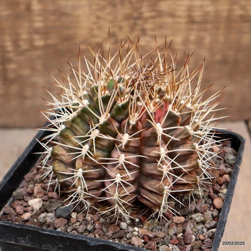 Variegated spiny cactus in black pot, green and pink segments with white needles
