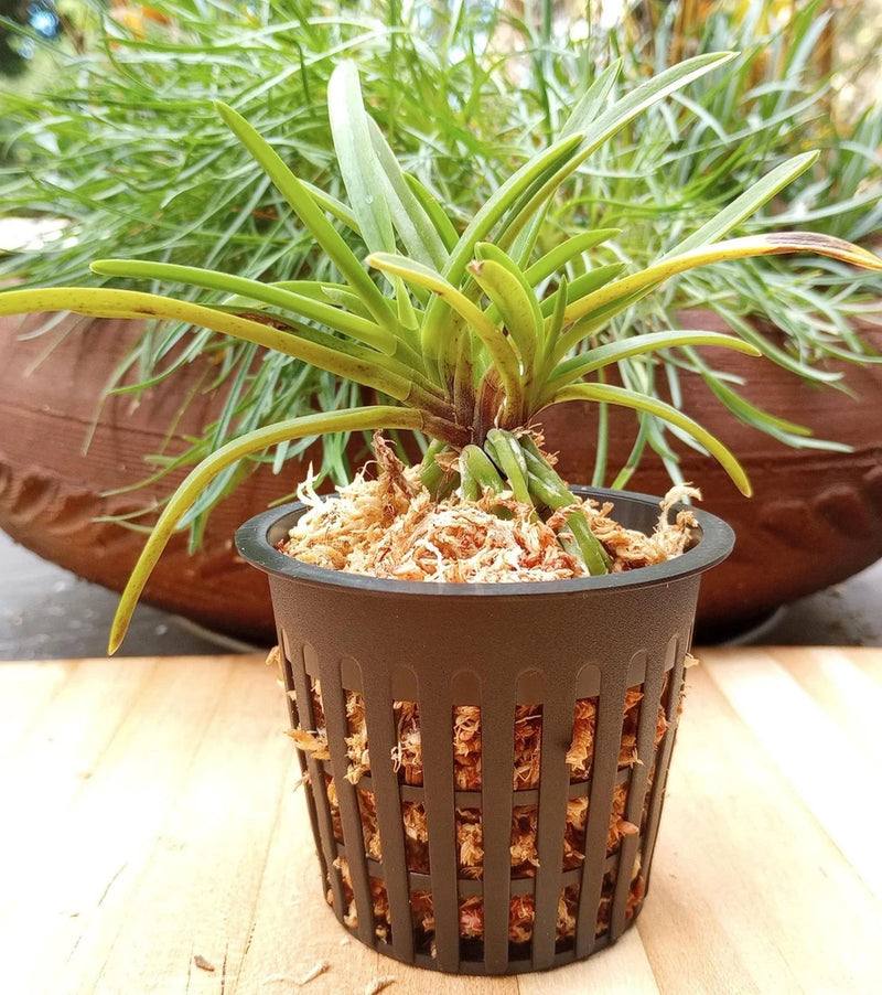 Green orchid plant growing in a small black plastic pot with bark pieces