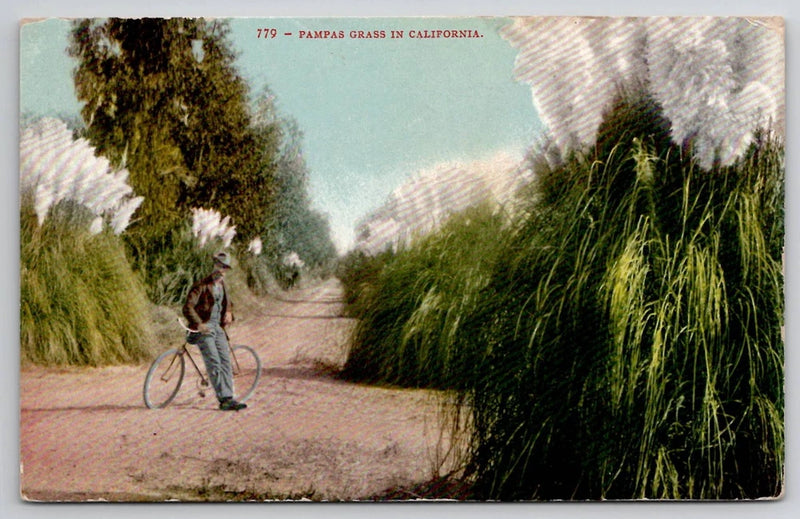 Bicyclist with Large PAMPAS GRASS California Edward H Mitchell Postcard Pampas Grass