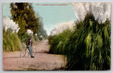 Bicyclist with Large PAMPAS GRASS California Edward H Mitchell Postcard Pampas Grass
