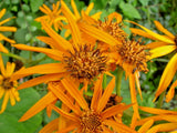 20 CRESTED LIGULARIA SEEDS - Farfugium japonicum 'Cristata' Garden Plants