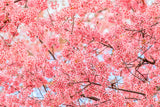 5 HIMALAYAN CHERRY Prunus Cerasoides Pink Flowers Red Fruit Tree Seeds Flowering Plants