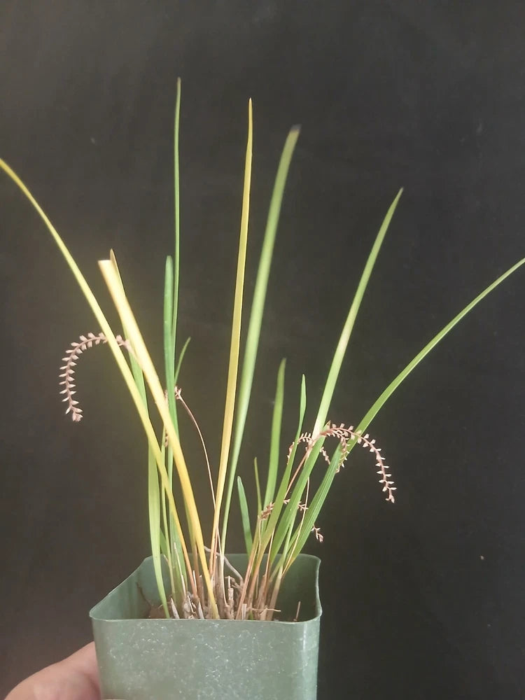 Orchid species plant with green leaves and pale flower spikes in gray pot