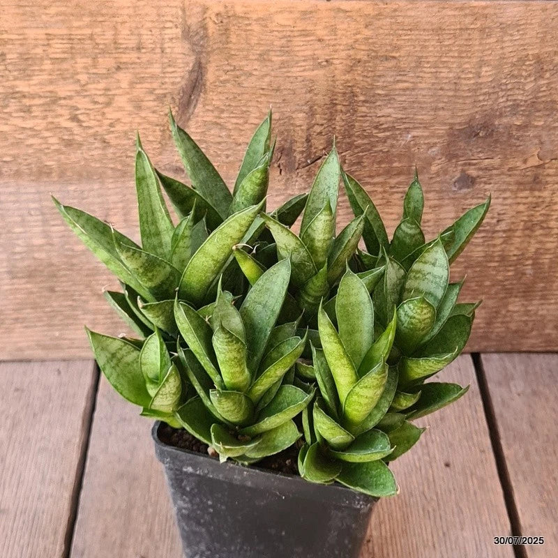 D5584 SANSEVERIA PAGODA TOWER pot10-H15-W20 cm MaMa Cactus Green Plant
