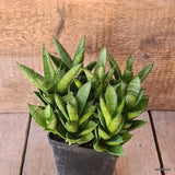 D5584 SANSEVERIA PAGODA TOWER pot10-H15-W20 cm MaMa Cactus Green Plant