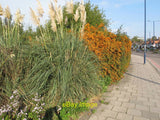 Photo 12x8 Cotoneaster and pampas grass at Gypsy Corner The belt of vegeta c2015 Pampas Grass