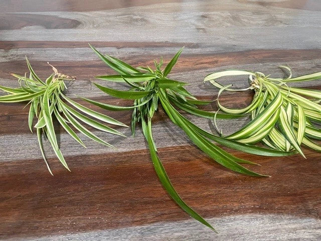 Live spider plant cuttings with long, arching green leaves