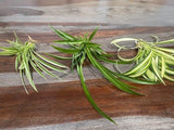 __Sale__ 15 SPIDER PLANTS LIVE-All Solid Green Hawaiian Air Purifying(15__Õs) Orchids