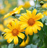 Live Yellow Mexican Sunflower Plant, 10-14" Tall, 4" Pot, No Ship to HI,PR,AK,CA Sunflower