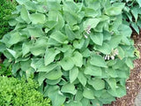 20 PEARL LAKE HOSTA SEEDS Garden Plants