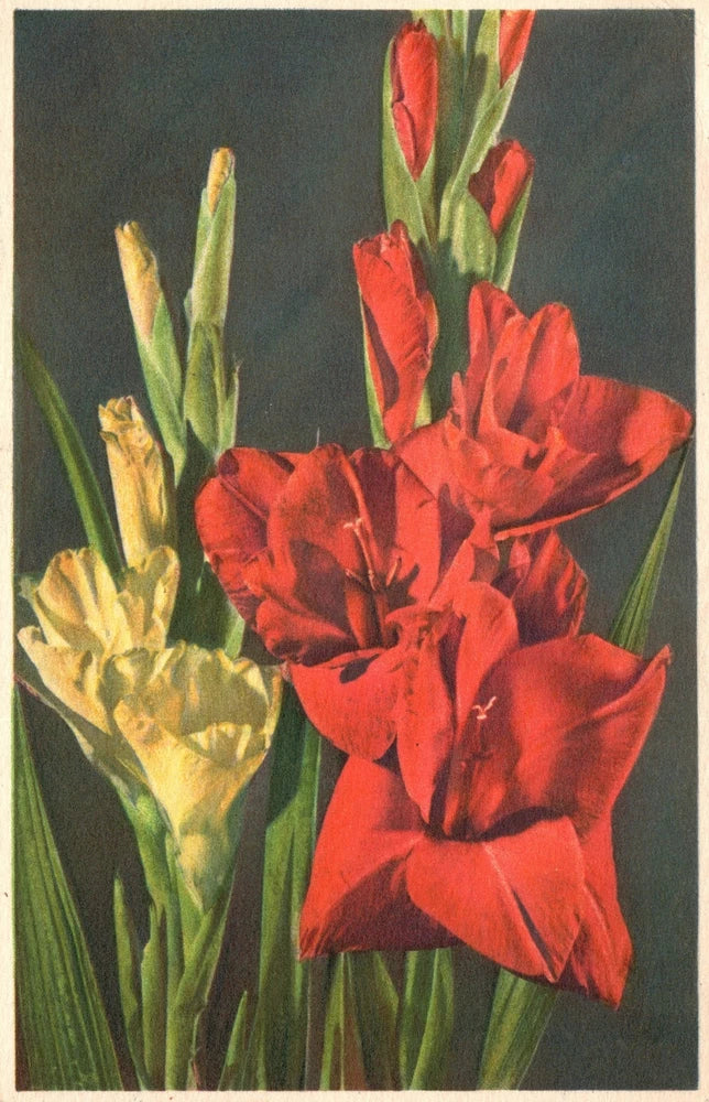 Vintage Postcard Gladiolus Sword Lily Perennial Cormous Flowering Plants Lily