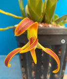 Maxillaria longipetala Orange Yellow Orchid Species 6 New Growths 5.5Ó RePot Orchids