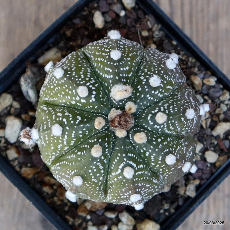 Astrophytum Superkabuto cactus in pot, green body with white dot pattern and dark center