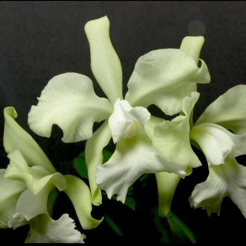 Orchid - C Atalanta 'Hawail' Hybrid - C guttata X C warscewiczii - Live Plant Orchids