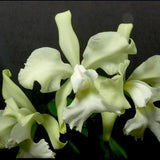 Orchid - C Atalanta 'Hawail' Hybrid - C guttata X C warscewiczii - Live Plant Orchids