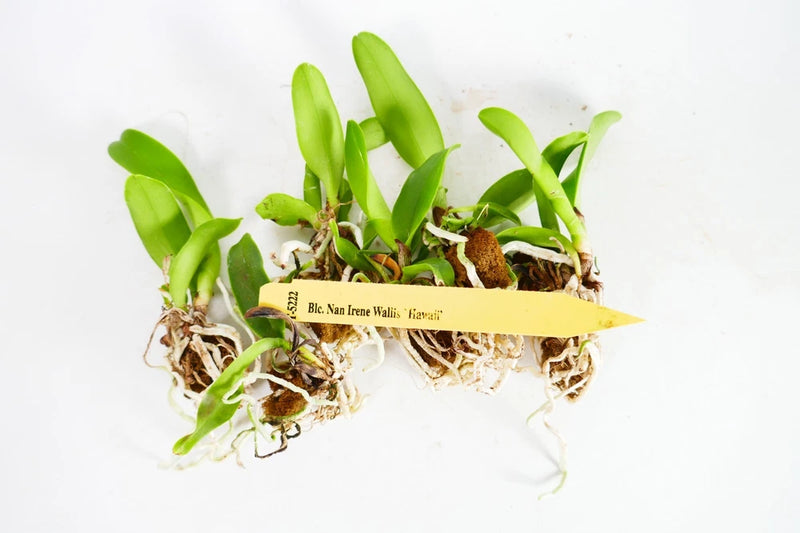 Pack of 5 orchid plugs with green Cattleya seedlings and roots in growing medium