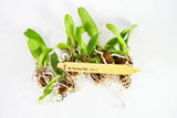 Pack of 5 PLUGS! ~ Cattleya Orchids ~ Blc. Nan Irene Wallis 'Hawaii' Orchids