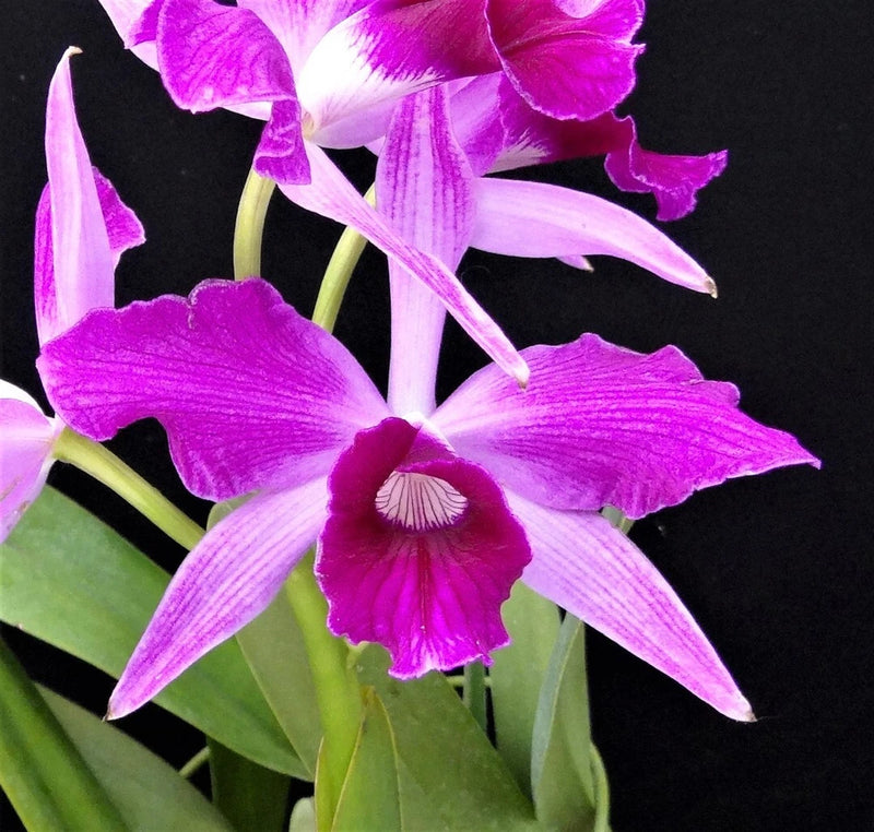 (637-2)C.purpurata 'Rasberry' x purpurata 'Double 'Flame'  BS     Fragrant Orchids