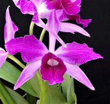 (637-2)C.purpurata 'Rasberry' x purpurata 'Double 'Flame'  BS     Fragrant Orchids