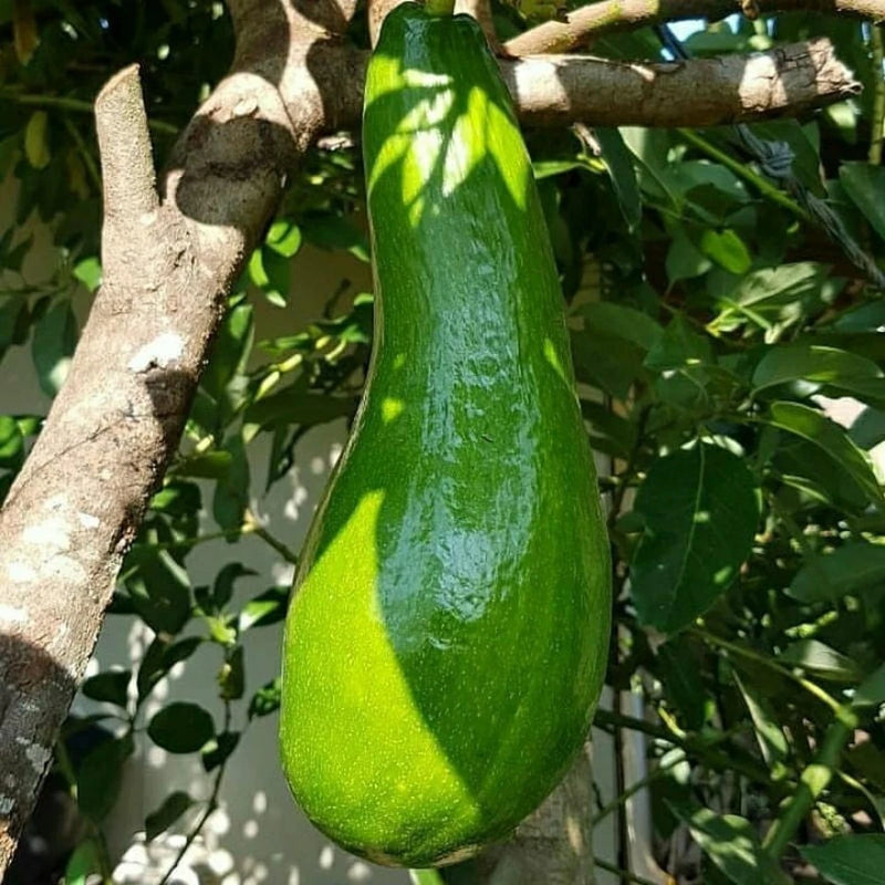 Kelud Avocado Grafted Plant Ð High Quality Avocado Tree  Grow in Pot Green Plant
