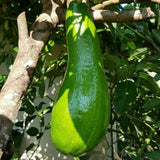 Kelud Avocado Grafted Plant Ð High Quality Avocado Tree  Grow in Pot Green Plant