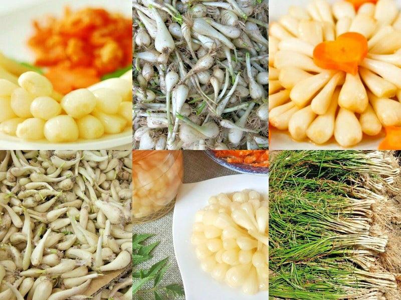 Rakkyo herb bulbs with green shoots, small pale white cloves in bunches and pile