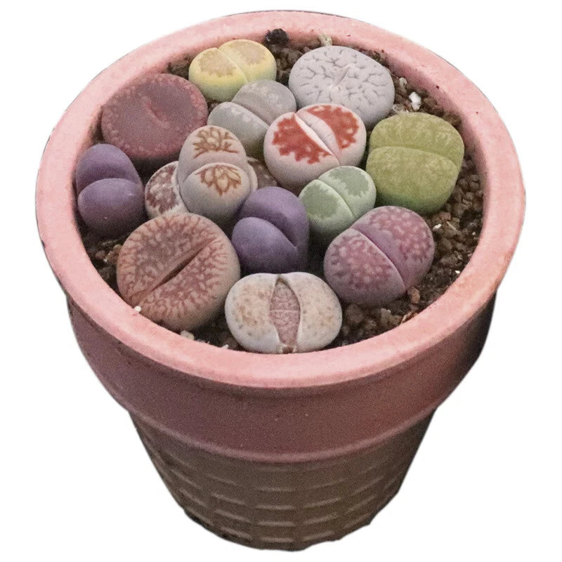 $17.99 Garden Plants