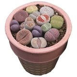 $17.99 Garden Plants