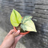 Scindapsus Bakudapati Variegated Jungle Plant Green Plant