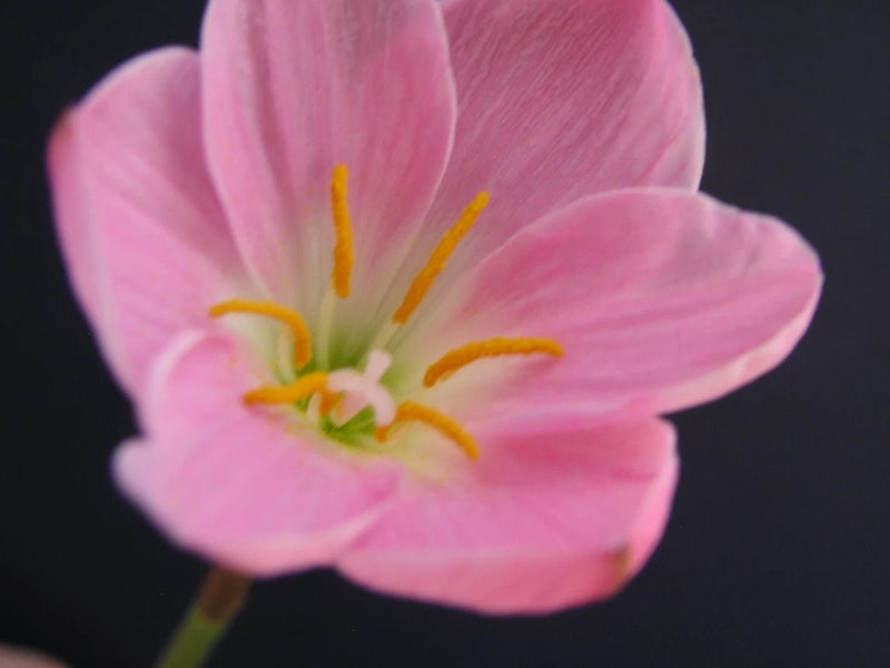 Rain Lily, Zephyranthes Libra, 2 bulbs, NEW, RARE, habranthus Lily