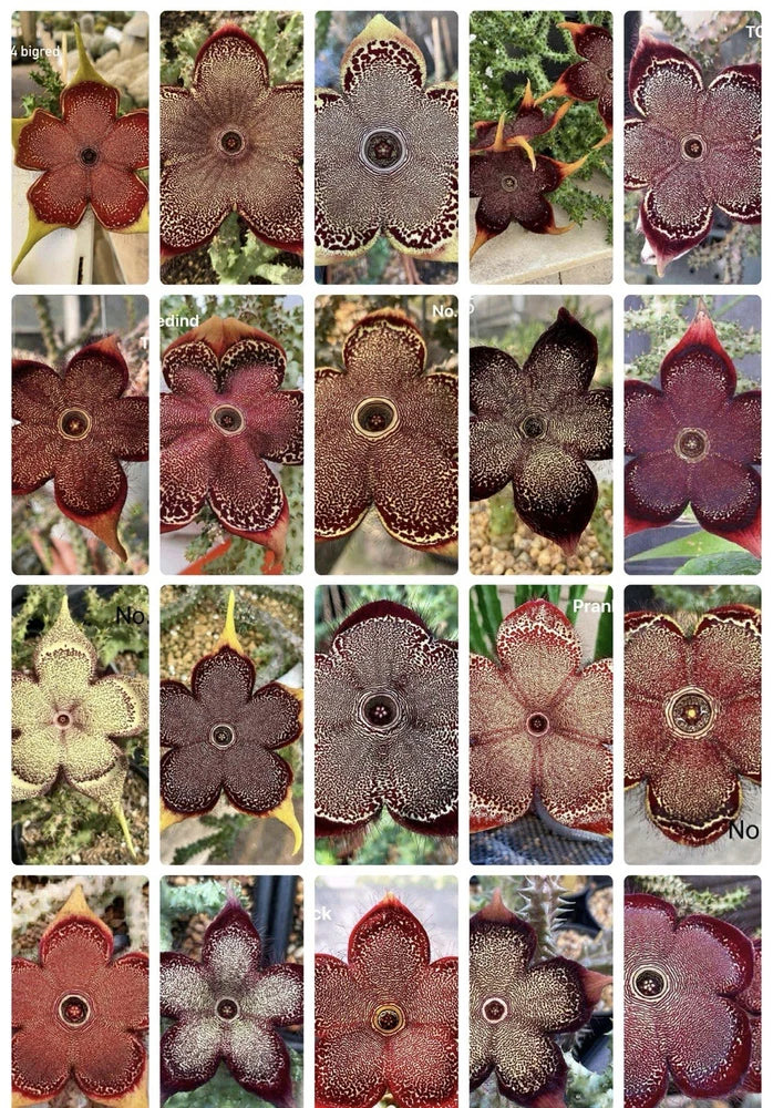 15 Seeds Edithcolea Grandis Persian Carpet Flower Rare Stapeliad Succulents Orchids