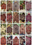 15 Seeds Edithcolea Grandis Persian Carpet Flower Rare Stapeliad Succulents Orchids