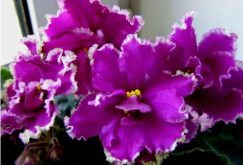Purple ruffled orchid blossoms on a sprout, with green leaves